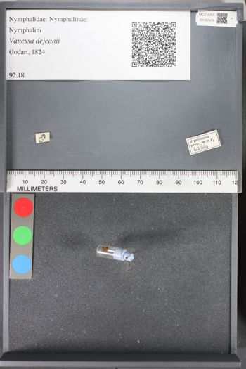 Media type: image;   Entomology 92878
